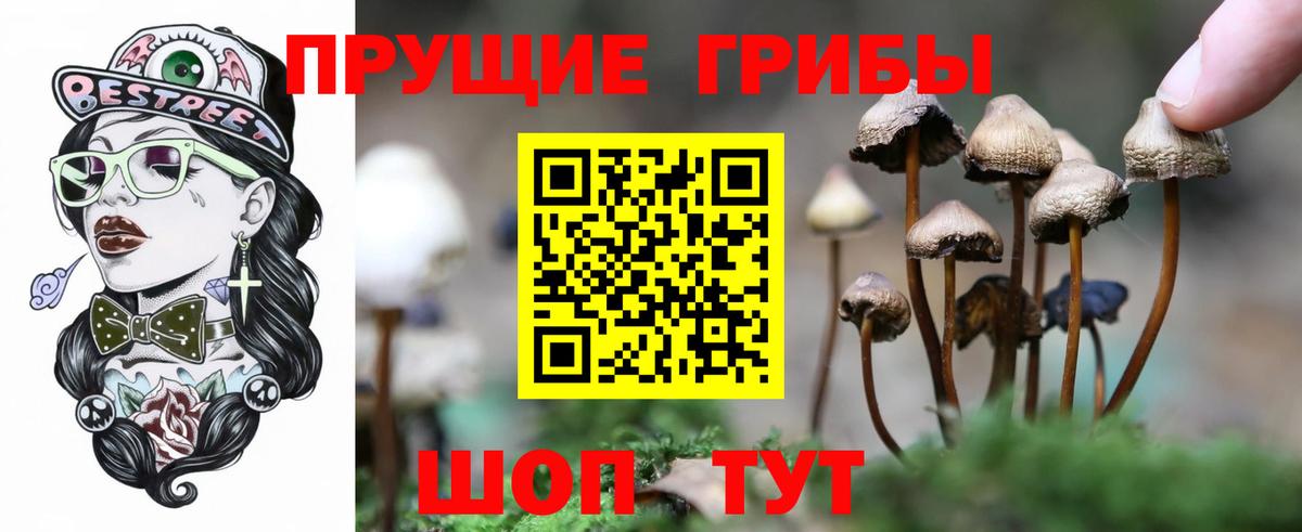 Псилоцибиновые грибы Psilocybe Коммунар